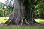 Vedeti detalii pentru Bucura-te de o viata plina de succes pe baza intelepciunii maya